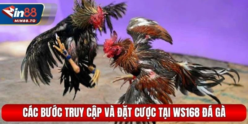 Các bước truy cập và đặt cược tại WS168 đá gà