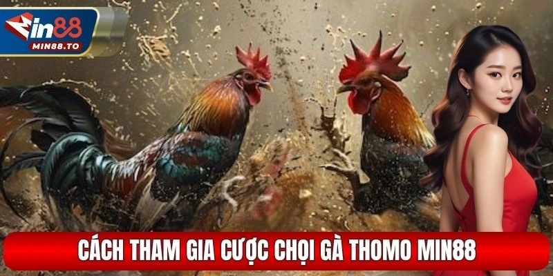 Cách tham gia cược chọi gà Thomo Min88