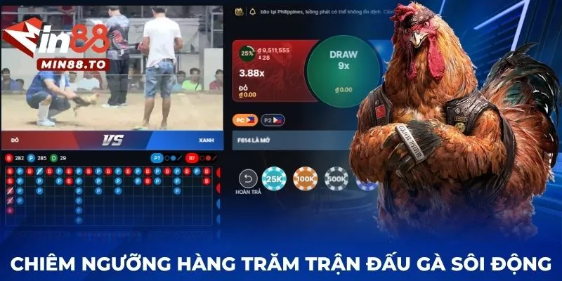 Chiêm ngưỡng hàng trăm trận đấu gà sôi động