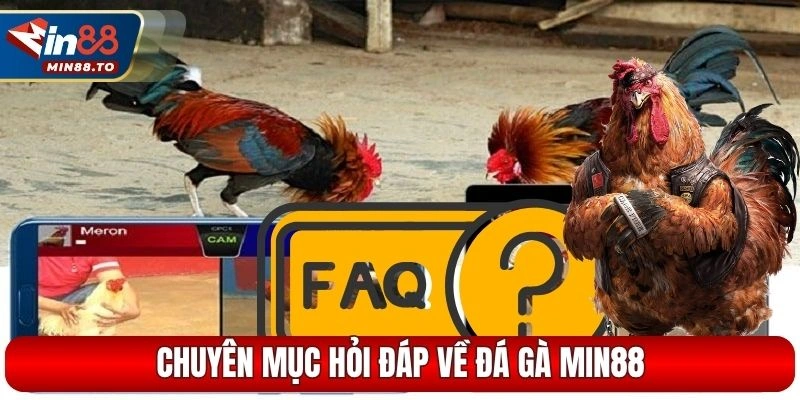 Chuyên mục hỏi đáp về đá gà Min88