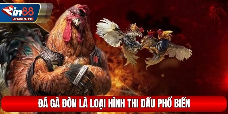 Đá gà đòn là loại hình thi đấu phổ biến