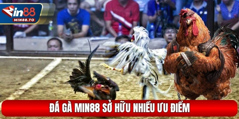 Đá gà Min88 sở hữu nhiều ưu điểm