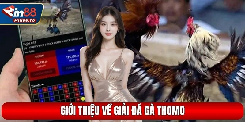 Giới thiệu về giải đá gà Thomo