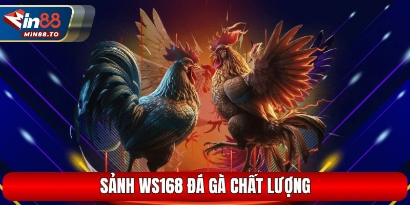 Sảnh Ws168 đá gà chất lượng