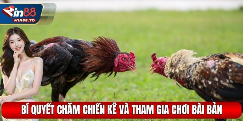 Bí quyết chăm chiến kê và tham gia chơi bài bản