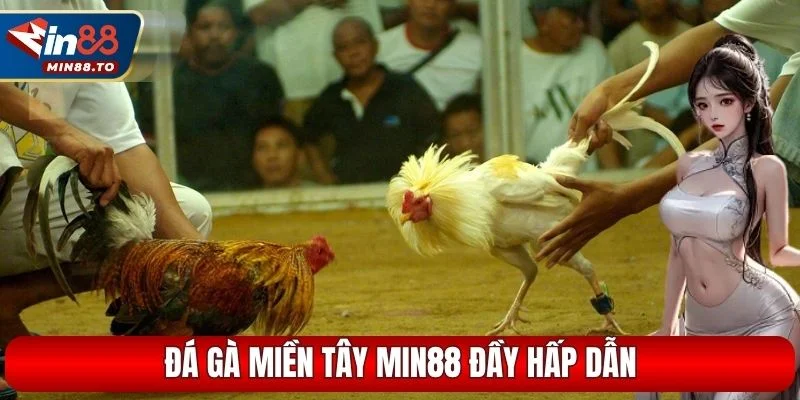 Đá gà miền Tây MIN88 đầy hấp dẫn