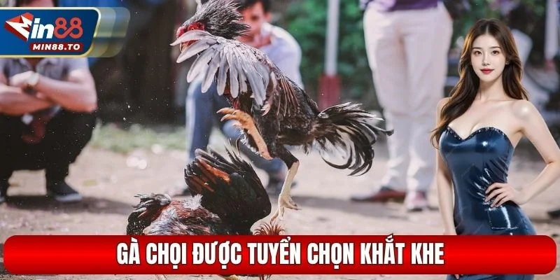 Gà chọi được tuyển chọn khắt khe