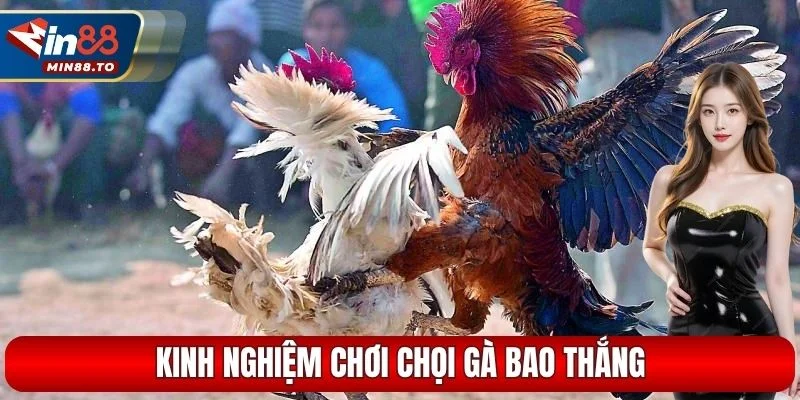 Kinh nghiệm chơi chọi gà bao thắng