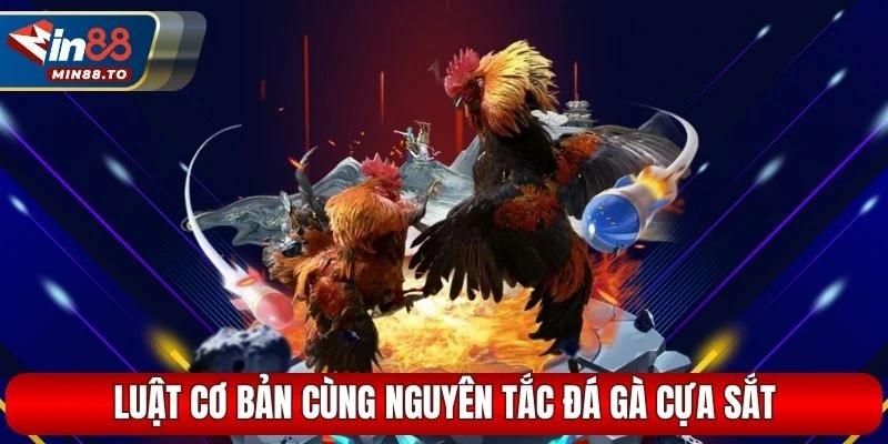 Luật cơ bản cùng nguyên tắc đá gà cựa sắt