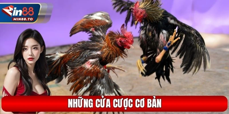 Những cửa cược cơ bản
